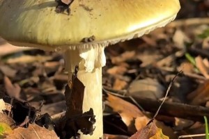 分享科普“玄龙大厅到底有没有挂”其实是有挂