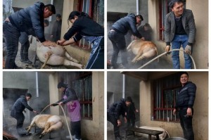 分享科普“镇雄关春天挂怎么购买”(原来真的有挂)
