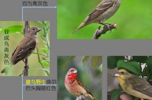 推荐必备“微信雀神麻将提高胜率”开挂神器安装下载