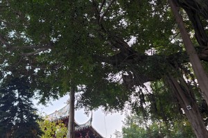 推荐必备“开心泉州麻将有挂吗”万能开挂器通用版