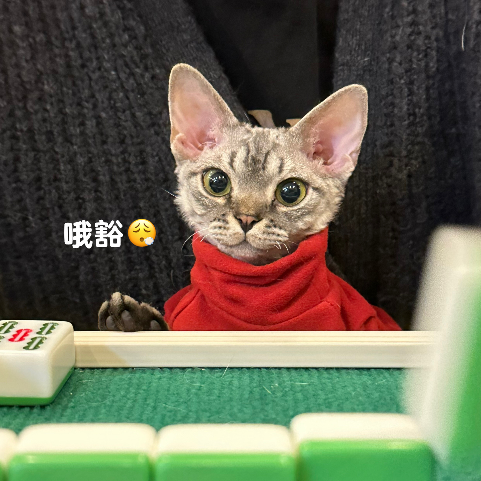推荐必备“福安爱来麻将有挂吗”原来真实可以装挂-第1张图片