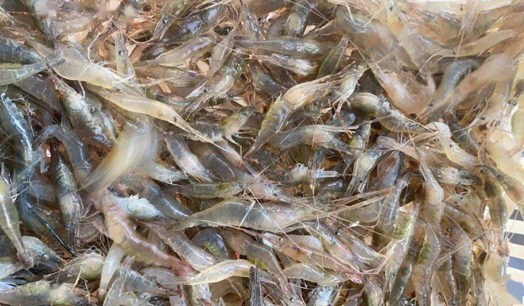 【北京海淀一农贸市场中发现1例阳性/海淀区农产品批发市场】-第1张图片